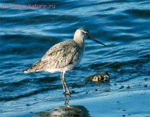   (Limosa lapponica)