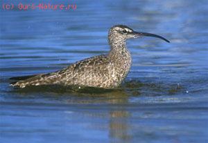   (Numenius phaeopus)