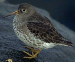 - (Calidris melanotos)