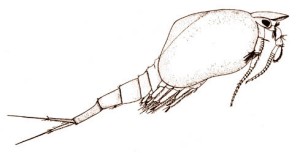  (Nebaliopsis typica)