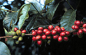   (Coffea arabica)