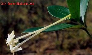   (Posoqueria ltifolia)