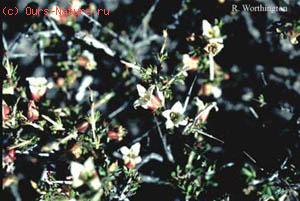   (Apacheria chiricahuensis)