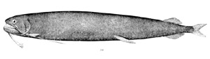  (Echiostoma barbatum)
