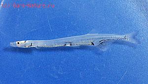 - (Salangichthys microdon)