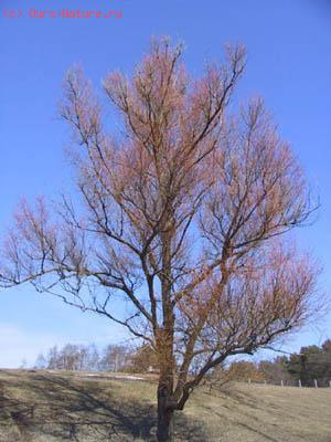  (Chosenia arbutifolia)