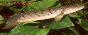   (Polypterus bichir)