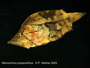 - (Monocirrhus polyacanthus)