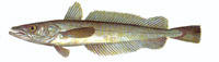   (Merluccius capensis)