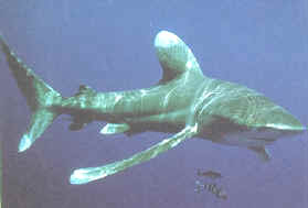   (Carcharhinus longimanus)