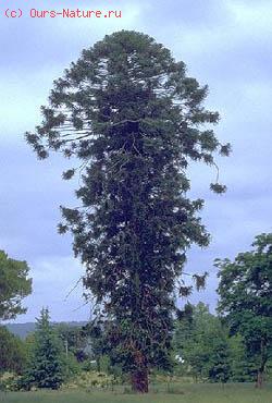   (Araucaria bidwillii)