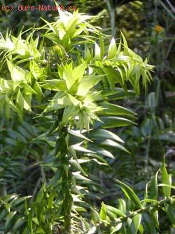 Араукария ханстайна (Araucaria hunsteinii)