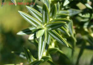   (Juniperus drupacea)