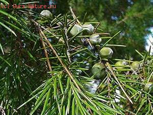   (Juniperus rigida)