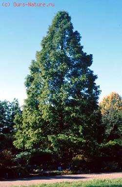  (Metasequoia glyptostroboides)