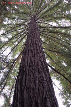   (Sequoia sempervirens)