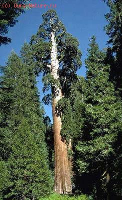   (Sequoiadendron giganteum)