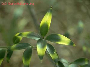   (Podocarpus nagi)