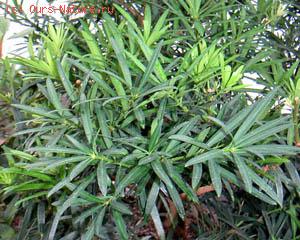   (Podocarpus imbricatus)