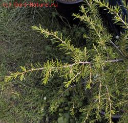   (Cedrus brevifolia)