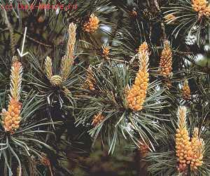  (Pinus sylvestris)