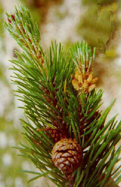   (Pinus montana)