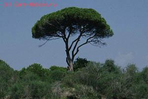   (Pinus brutia)