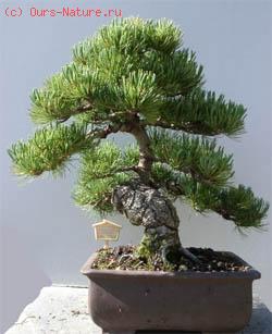   (Pinus parviflora)