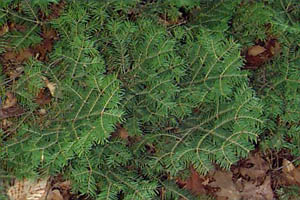   (Taxus canadensis)