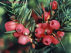   (Taxus baccata)