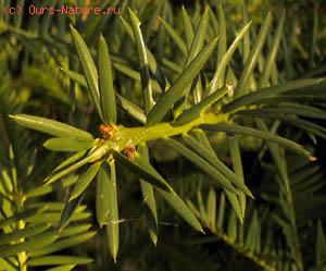   (Torreya taxifolia)