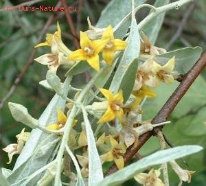   (Elaeagnus angustifolia)