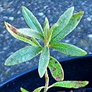   (Hippophae salicifolia)