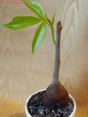   (Ceiba parvifolia)