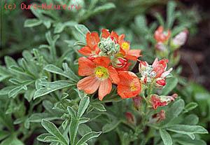   (Malvastrum pediculariifolium)
