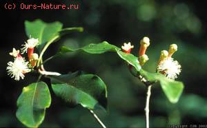   (Syzygium aromaticum)