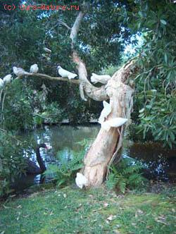 Дерево каепутовое (Melaleuca quinquenervia)