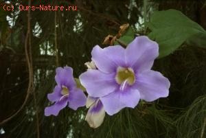   (Thunbergia grandiflora)