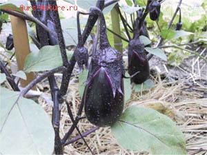  (Solanum melongena)