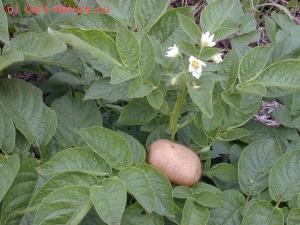  (Solanum tuberosum)