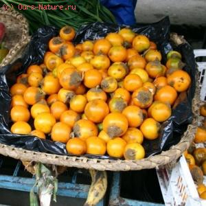  (Solanum naranjilla)
