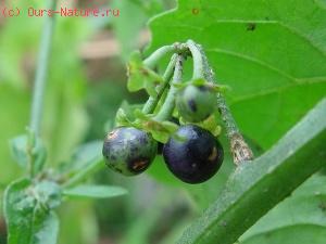   (Solanum nigrum)