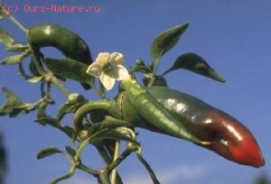   (Capsicum frutescens)