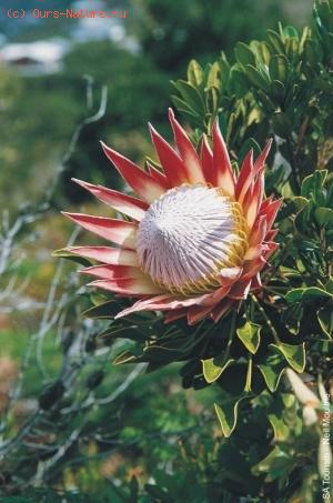   (Protea macrocephala)