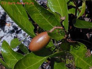  (Prunus amygdalus)