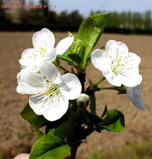  (Prunus persica)