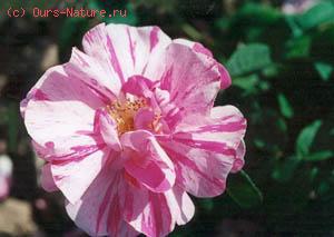  (Rosa gallica)