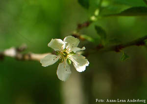  (Prunus domestica)