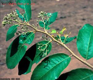  (Parinari curatellifolia)