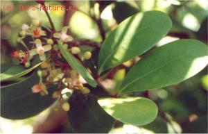   (Xylocarpus granatum)